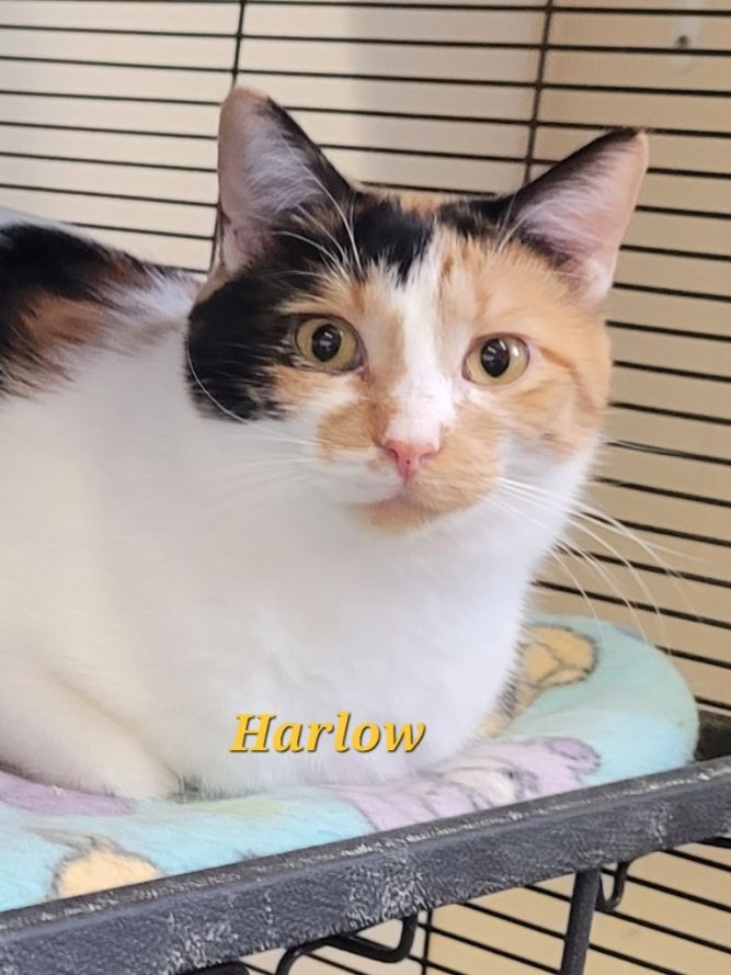 Harlow