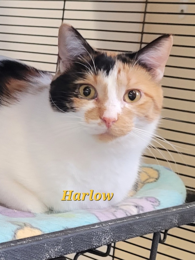 Harlow, an adoptable Domestic Short Hair in Cedar Rapids, IA, 52404 | Photo Image 1