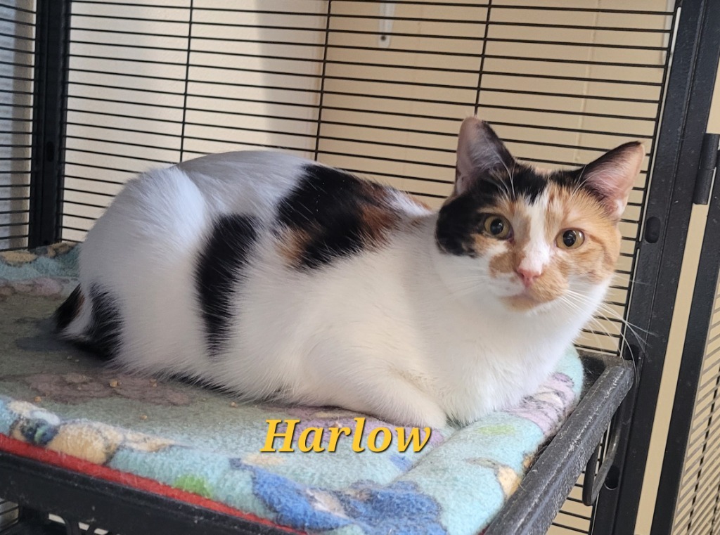 Harlow, an adoptable Domestic Short Hair in Cedar Rapids, IA, 52404 | Photo Image 2