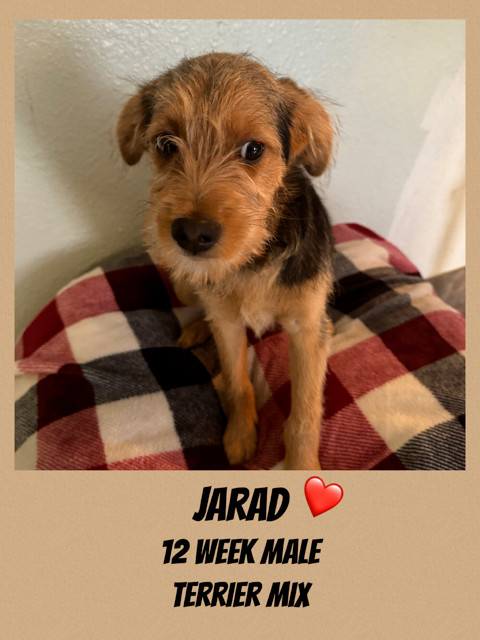 Male 2024 terrier mix