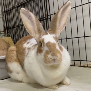 Sunkiss / Cara Cara, Adult Female Flemish Giant