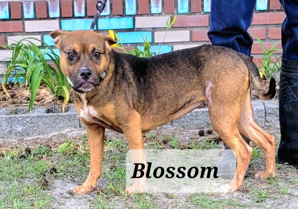 Blossom