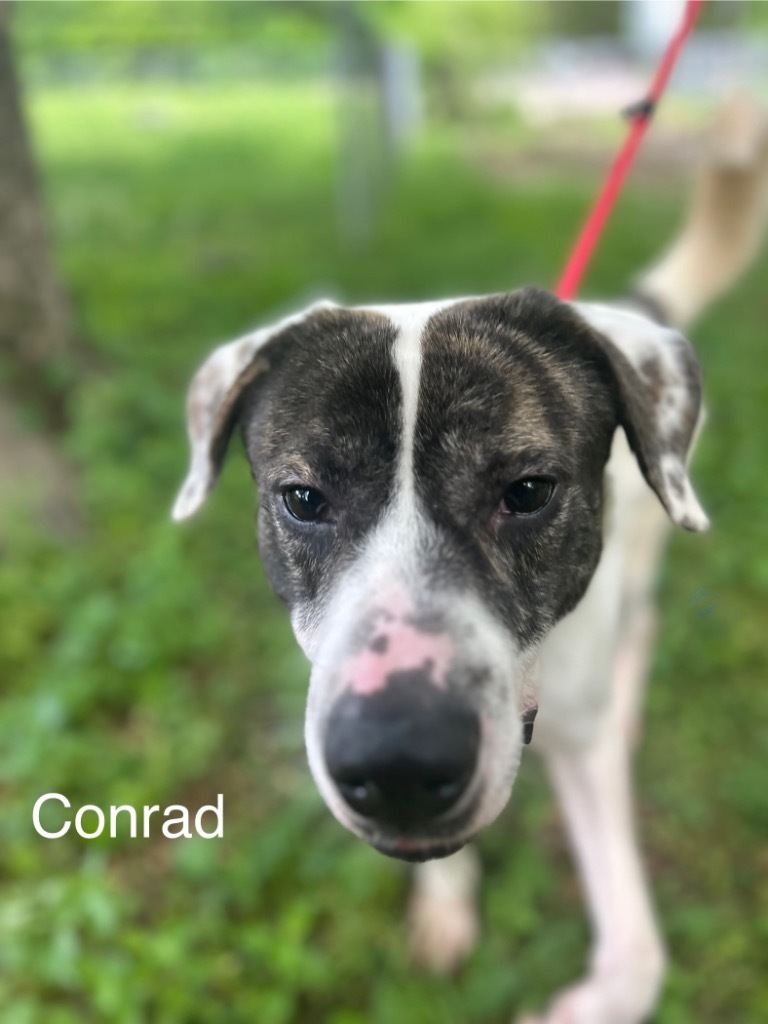 Conrad