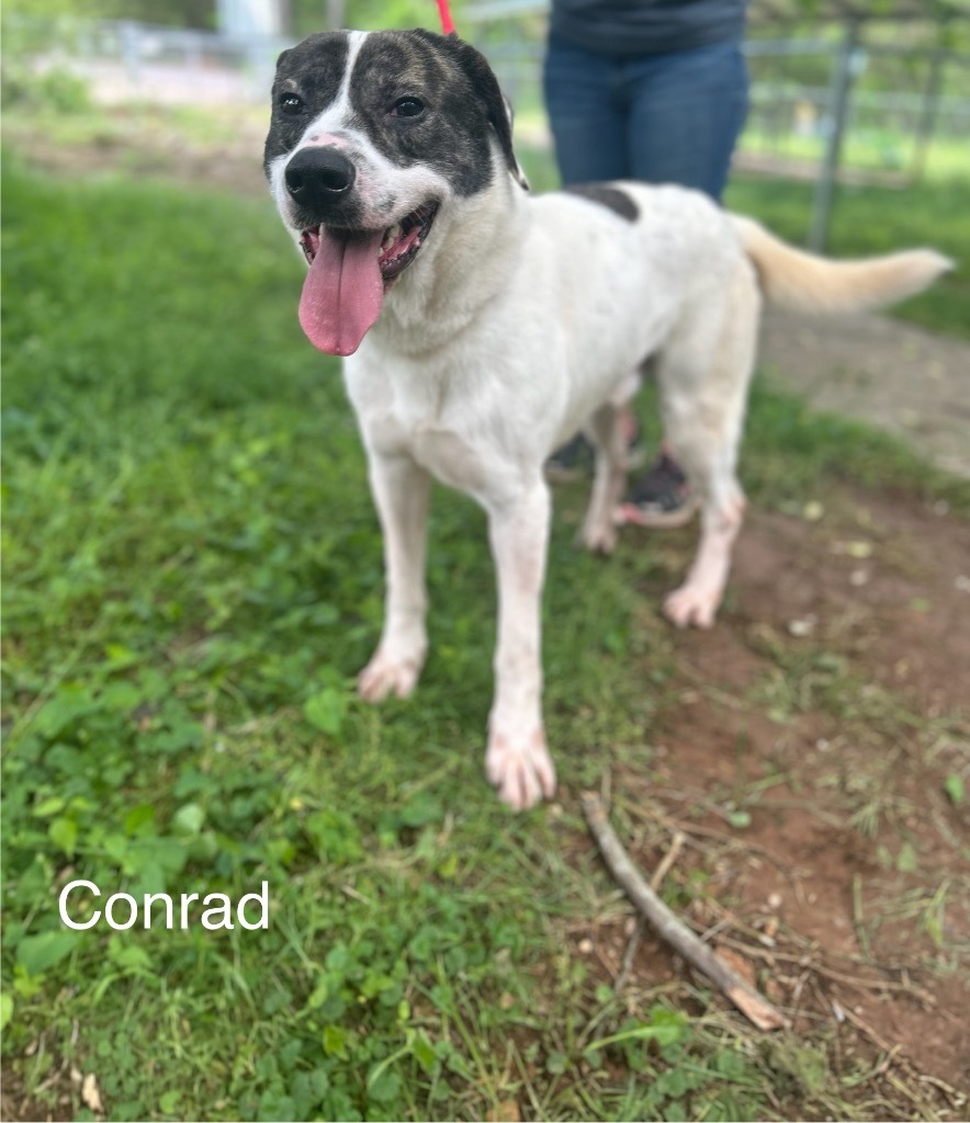 Conrad