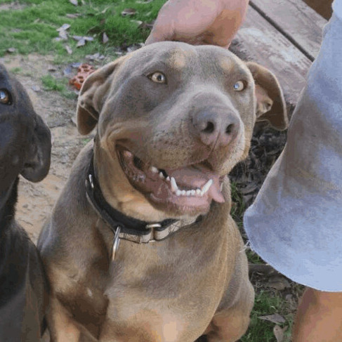 Pitbull weimaraner mix cheap for sale