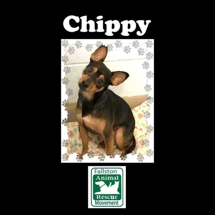 Mini pinscher best sale rescue near me