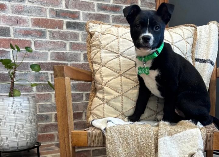 Dog for adoption - Hallelujah, a Terrier in Dublin, NH | Petfinder