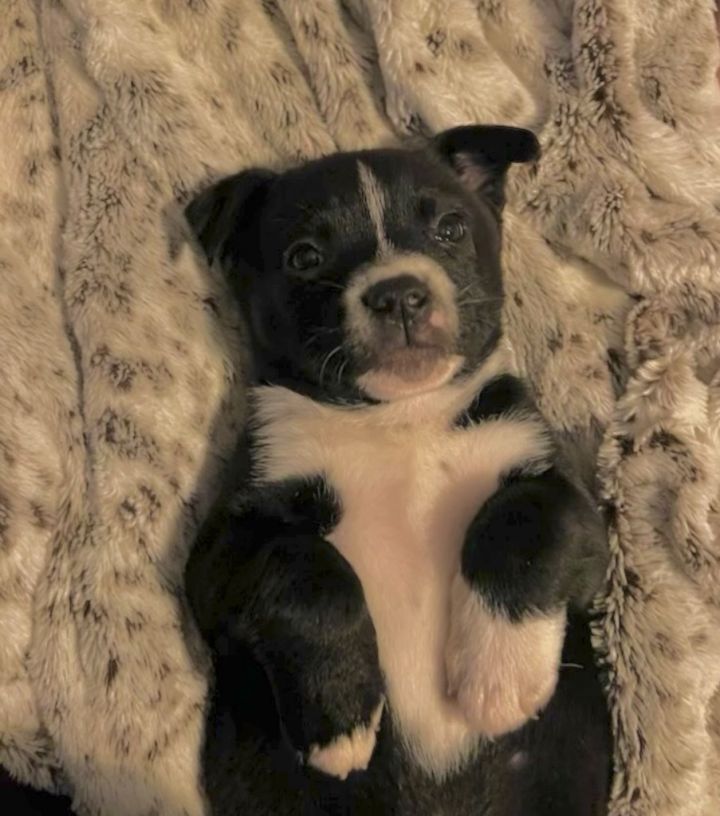 Dog for adoption - Hallelujah, a Terrier in Dublin, NH | Petfinder