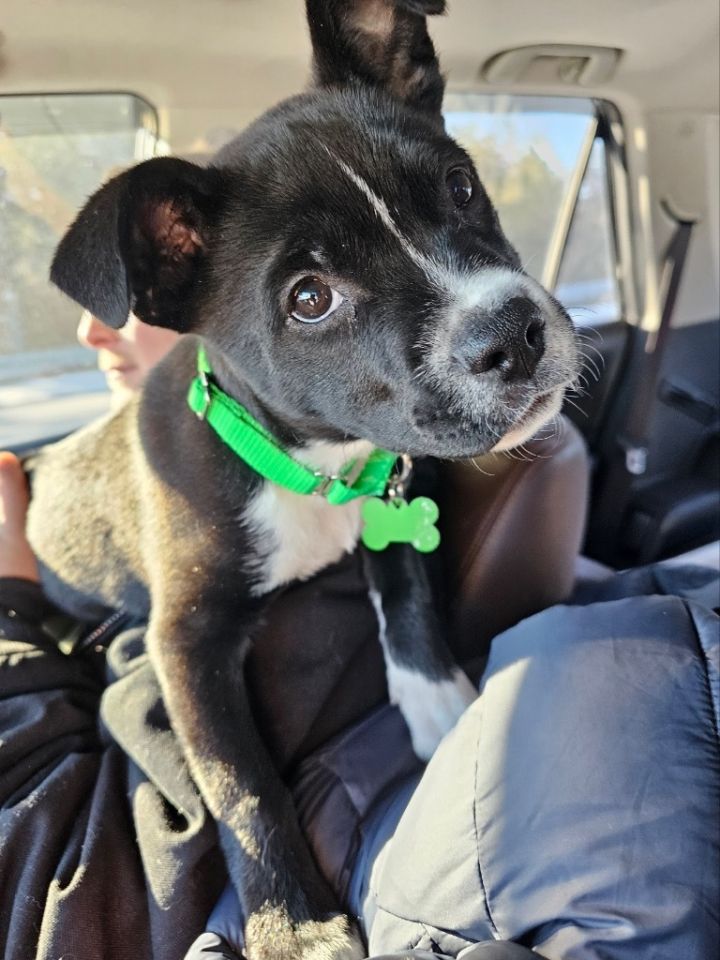 Dog for adoption - Hallelujah, a Terrier in Dublin, NH | Petfinder