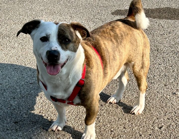 American bulldog 2024 corgi mix