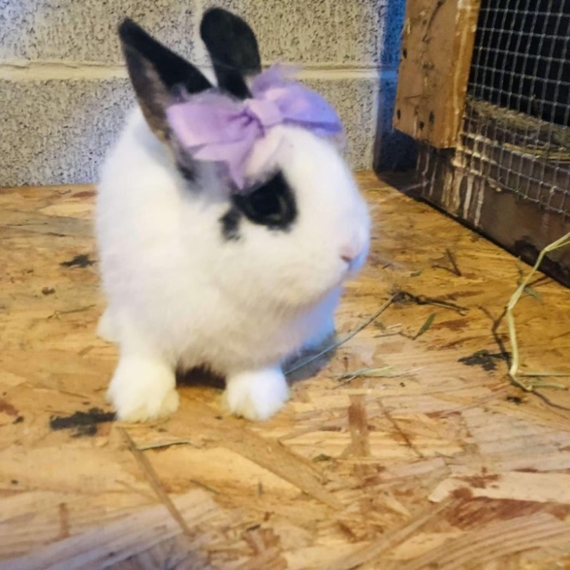 Netherland dwarf and holland best sale lop mix