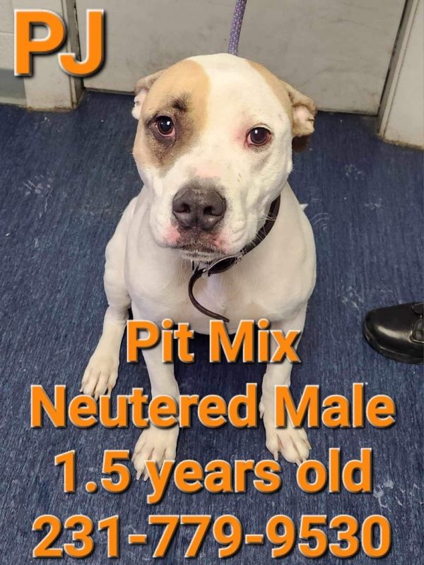 Dogs at Wexford County Animal Shelter Shelter Animal