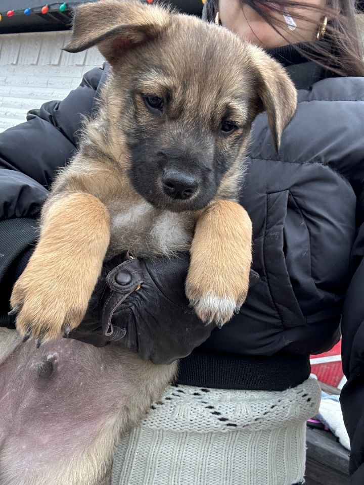 Shepherd mix store puppies for adoption