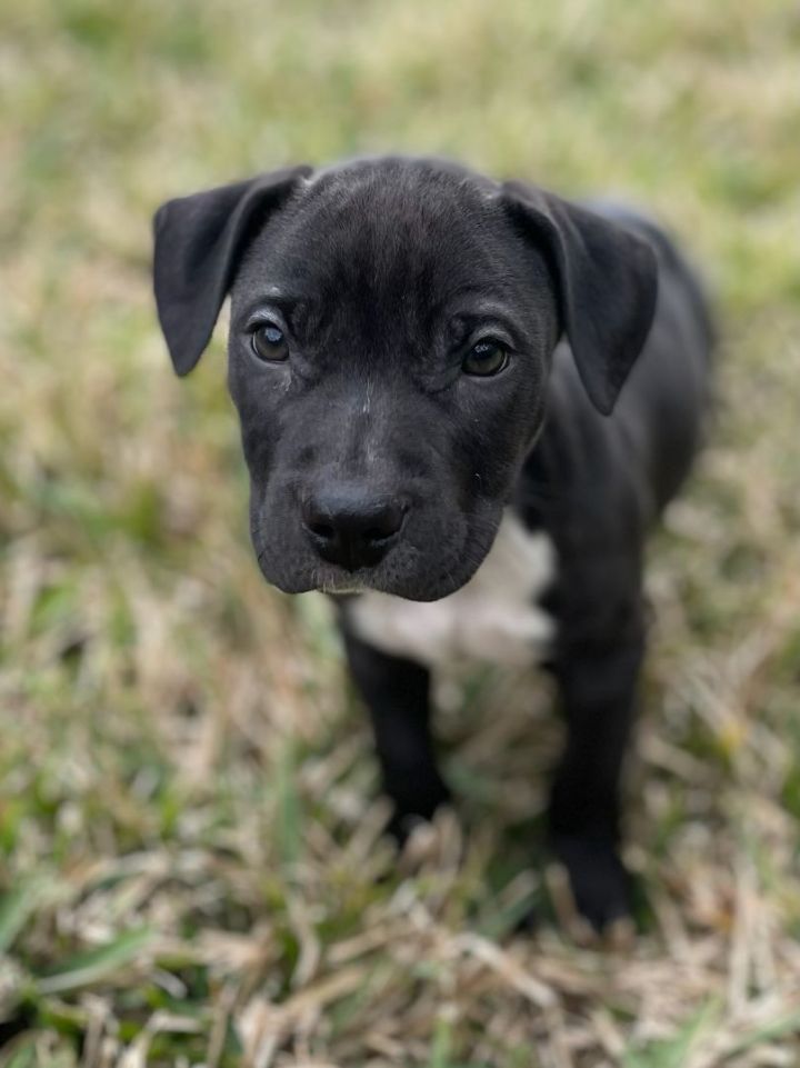 Blaze, an adoptable American Staffordshire Terrier & Labrador Retriever Mix in Saint Augustine, FL_image-4
