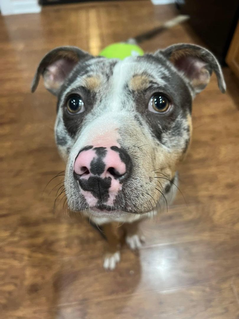 Blue merle pitbull on sale puppies for sale 2019