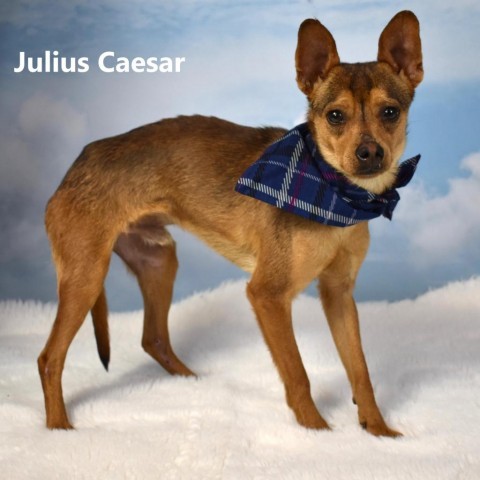 Julius caesar shop dog harness