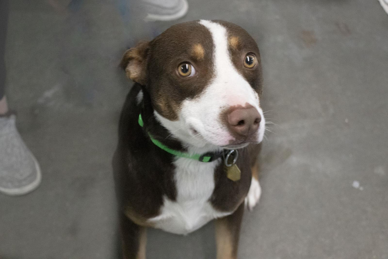 Dog for adoption Buster, an Australian Cattle Dog / Blue Heeler