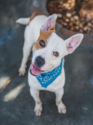 PARKER Bull Terrier Dog