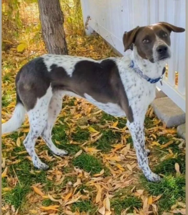 German shorthaired best sale pointer petfinder