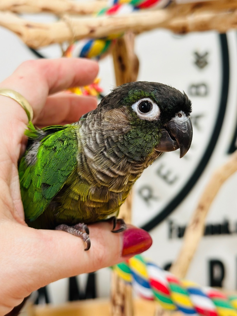 Parrot for adoption Duff and Nasty A Pair of Green Cheek Conures, a