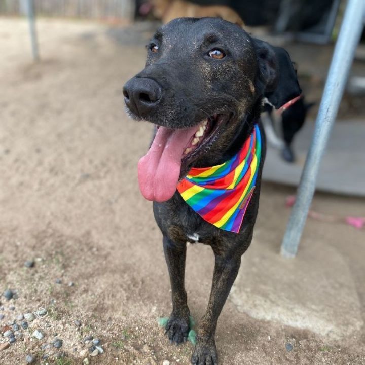 Puppy best sale chulo bandana