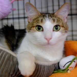 This pretty tabby and white girl is May she is 7-years old She is an affectionate sweet and lovi