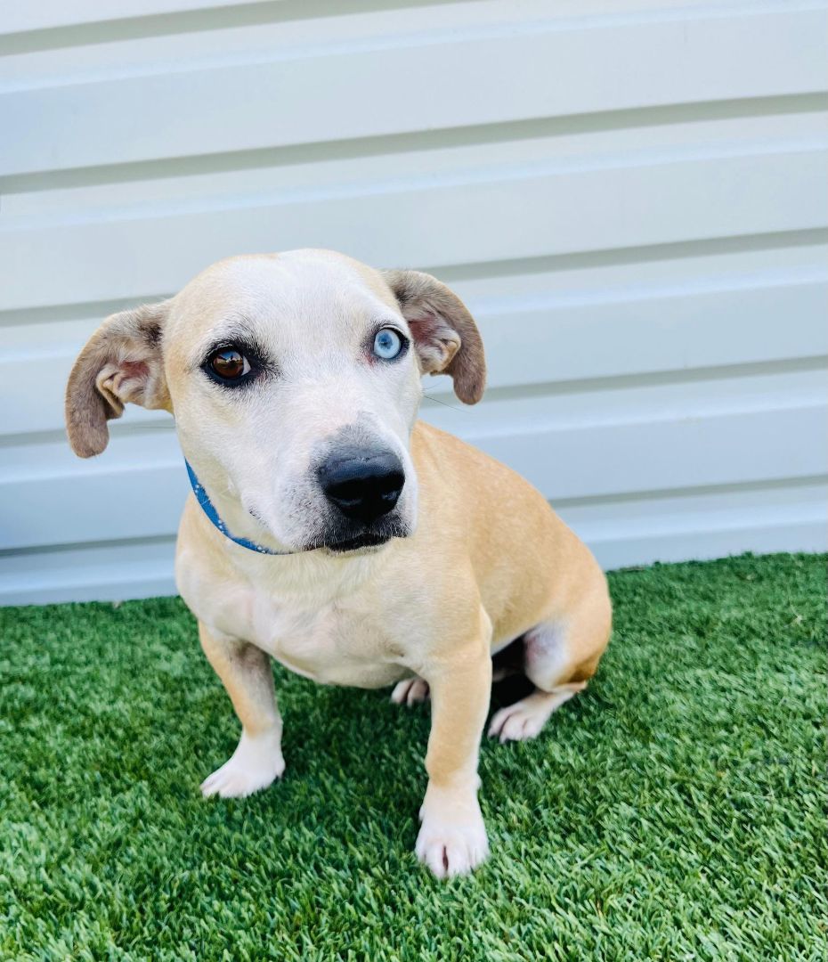 Dachshund puppies for sale store in grand rapids michigan