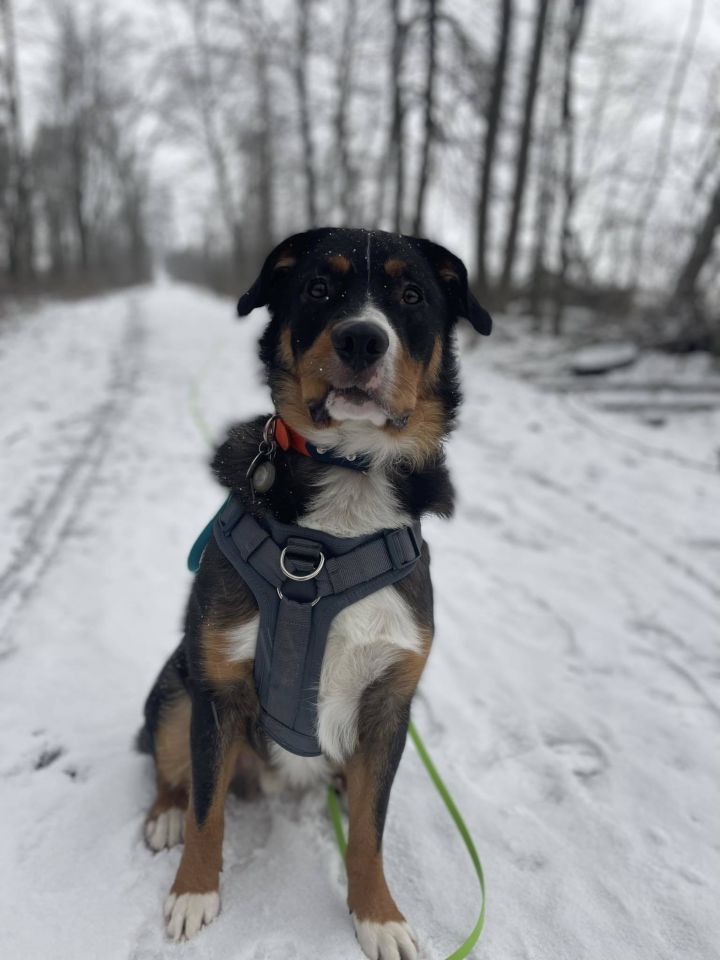 Petfinder bernese sale mountain dog