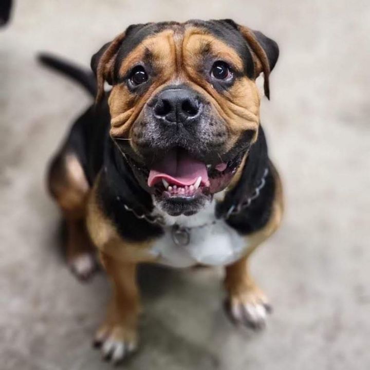 rottweiler english bulldog mix