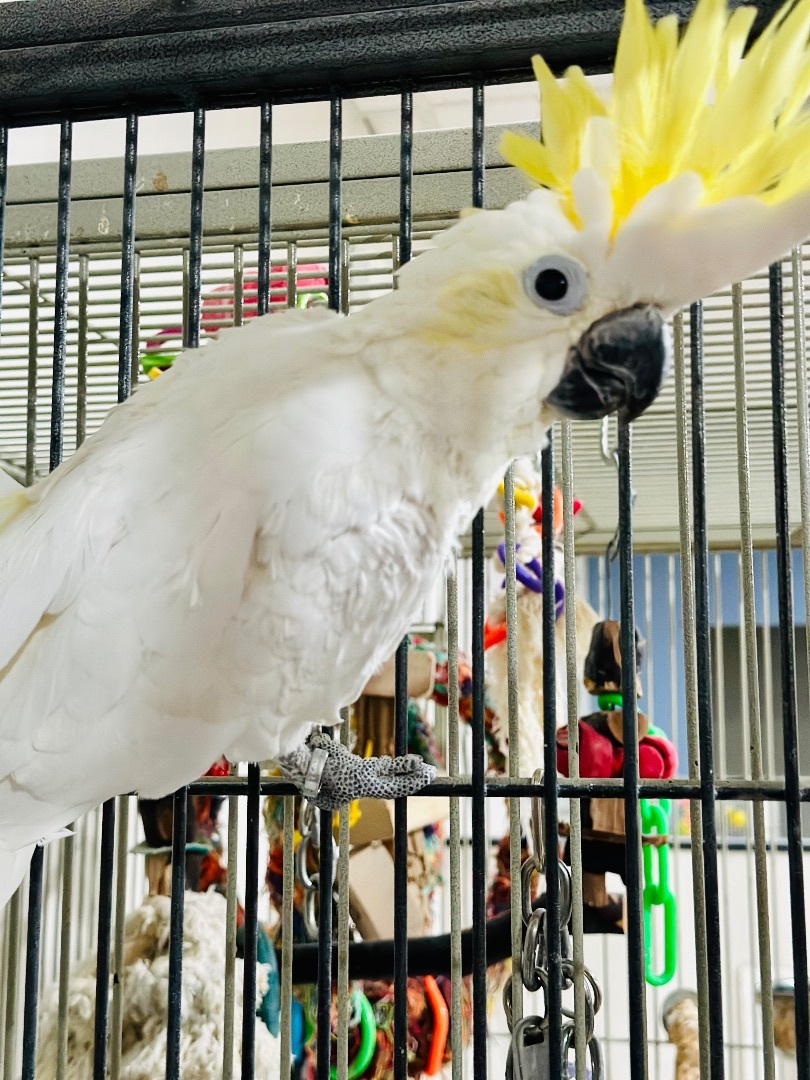 Parrot for adoption Sunshine Lesser Sulphur Crested Cockatoo, a