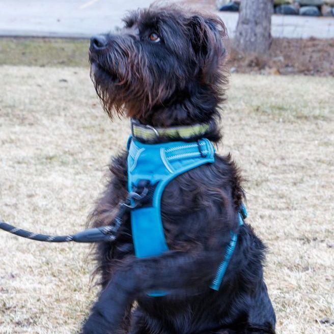 Catahoula 2024 schnauzer mix