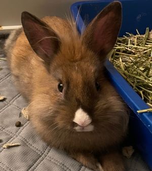 Kennedy Netherland Dwarf Rabbit