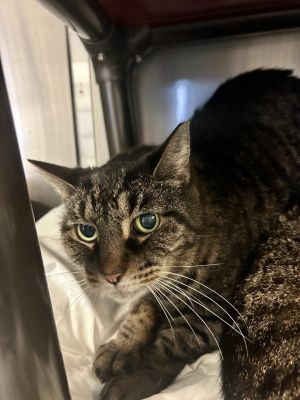 Handsome 11 year old Aspen came into our shelter when his longtime owner passed 