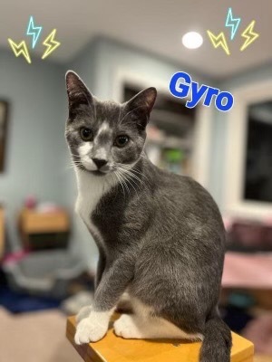 Gyro Domestic Short Hair Cat