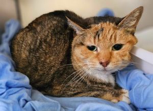 Magnolia is a beautiful calico girl with typical calico tendencies At 55 - 6 years old Magnolia c