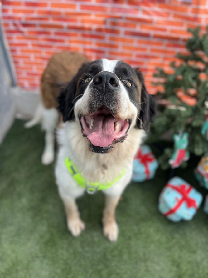 Dog for adoption - Porter, a Saint Bernard Mix in San Jose, CA