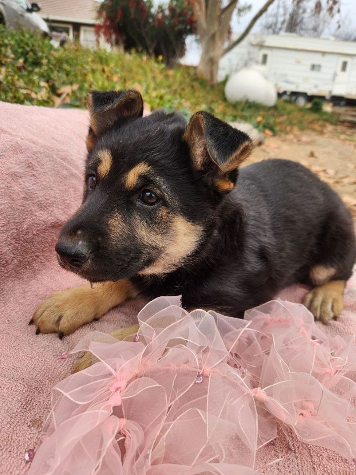 Shelby's pup (Female #1), an adoptable German Shepherd Dog & Black Labrador Retriever Mix in Temecula, CA_image-1