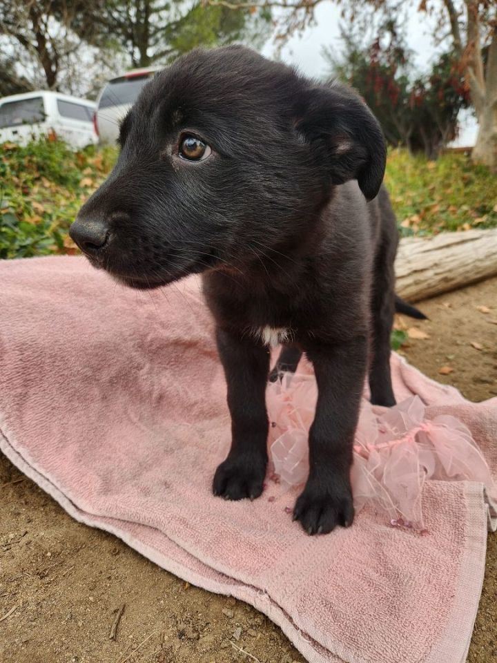 Shelby's pup (Female #2), an adoptable German Shepherd Dog & Black Labrador Retriever Mix in Temecula, CA_image-1