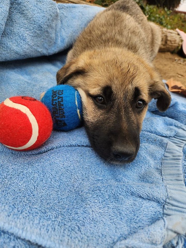 Shelby's pup (Male #1), an adoptable German Shepherd Dog & Black Labrador Retriever Mix in Temecula, CA_image-2