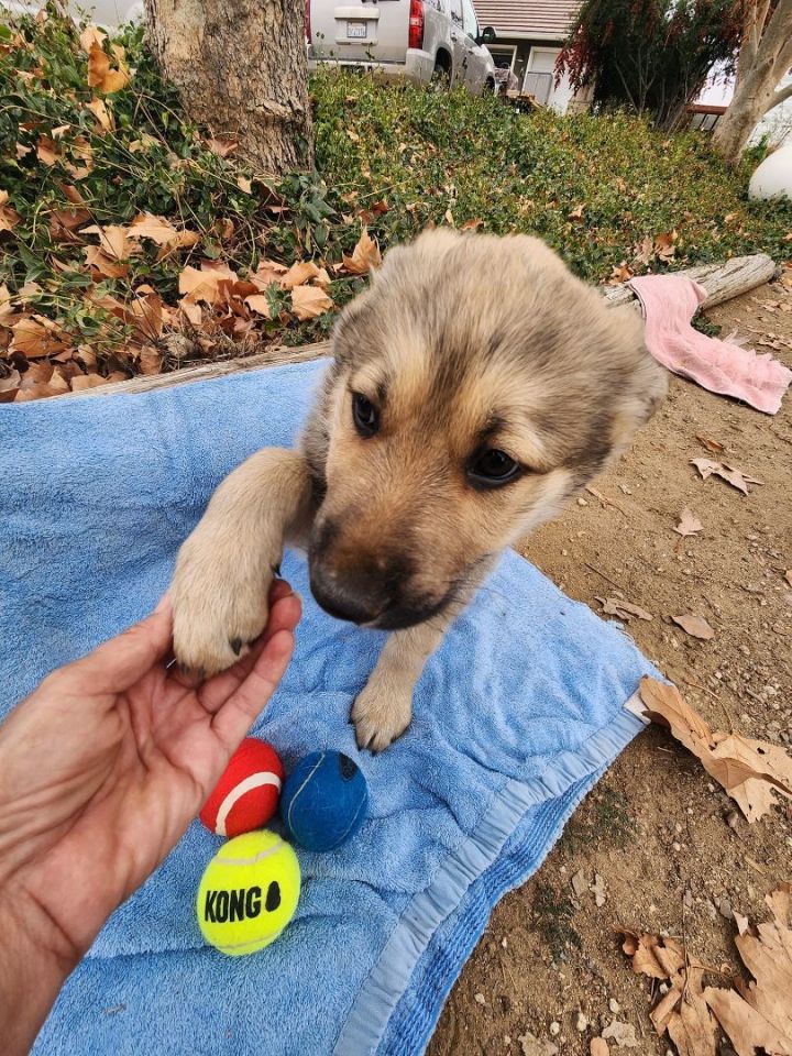 Shelby's pup (Male #2), an adoptable German Shepherd Dog & Black Labrador Retriever Mix in Temecula, CA_image-1