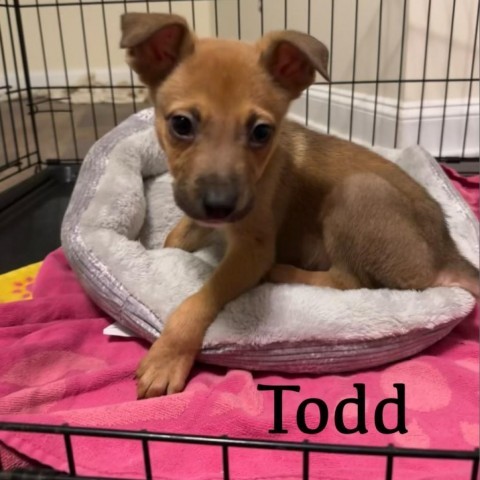 Tod, an adoptable Hound in Rockville, MD_image-1