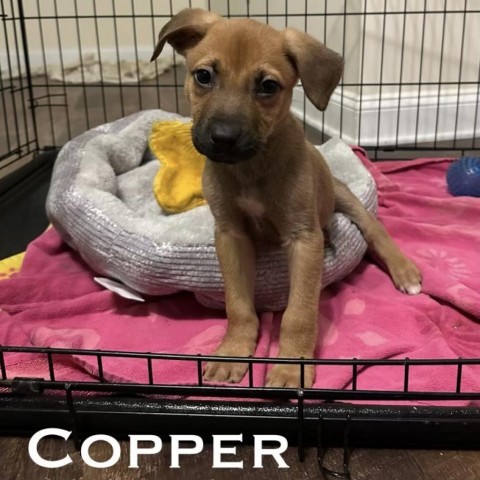 Copper, an adoptable Hound in Rockville, MD_image-1