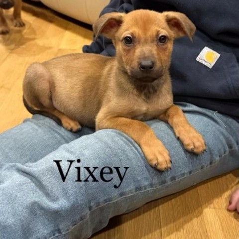 Vixey, an adoptable Hound in Rockville, MD_image-1