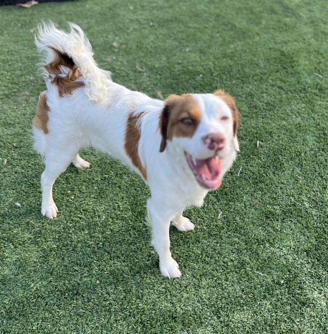 Australian shepherd brittany spaniel mix cheap for sale