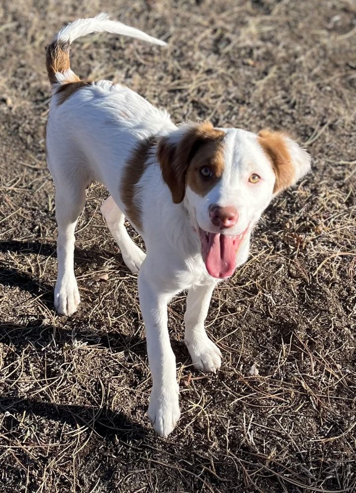 Pointer best sale spaniel mix