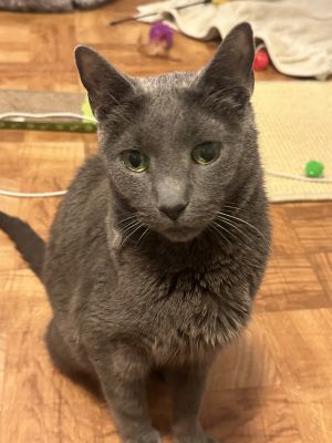 My foster writes Meet Blue the charming senior cat with a heart full of gratit