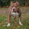 Shorty photo 1