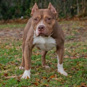 Shorty Pit Bull Terrier Dog