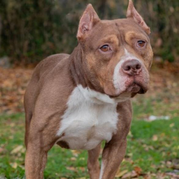 Shorty, an adoptable Pit Bull Terrier, Mixed Breed in QUINCY, FL, 32351 | Photo Image 2