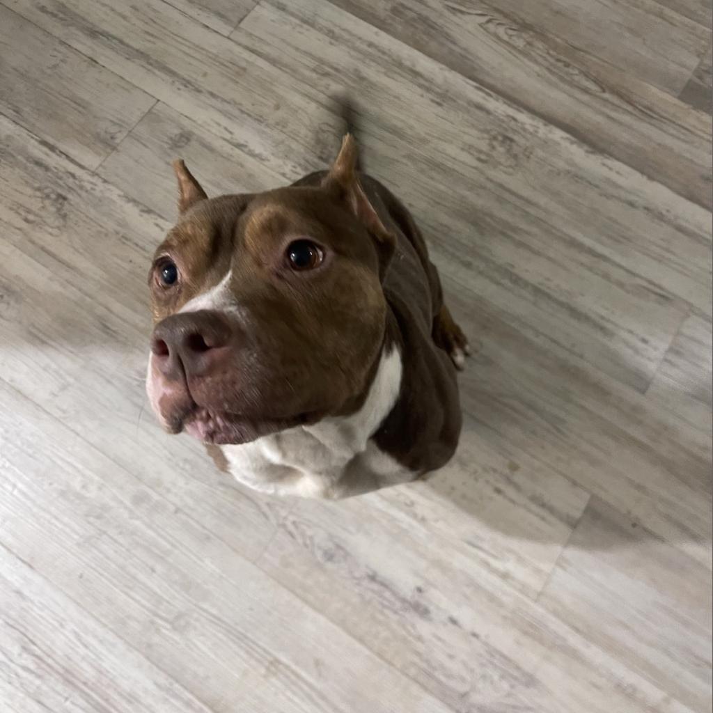 Shorty, an adoptable Pit Bull Terrier, Mixed Breed in QUINCY, FL, 32351 | Photo Image 3